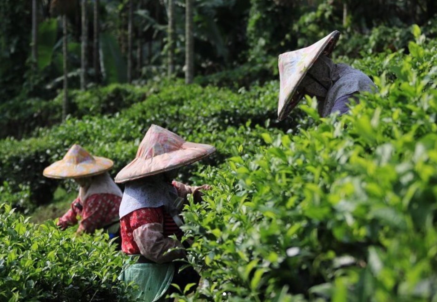 Tea Factories & Museums in Taiwan